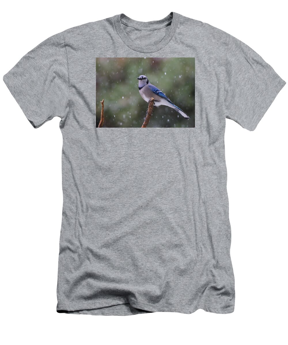 Blue Jay T-Shirt featuring the photograph Blue Jay In Falling Snow by Daniel Reed