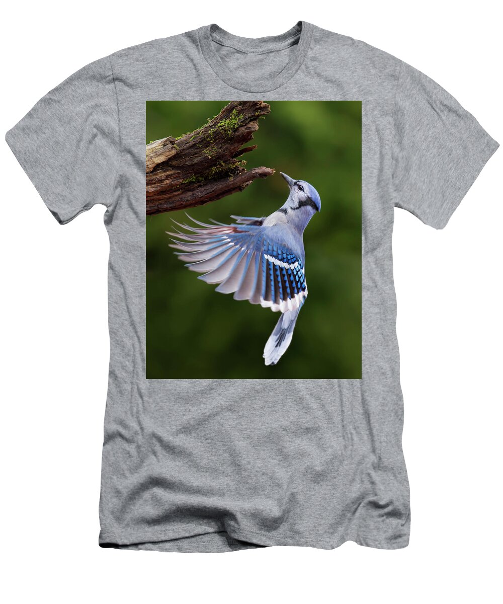 Autumn T-Shirt featuring the photograph Blue Jay in Flight by Mircea Costina Photography