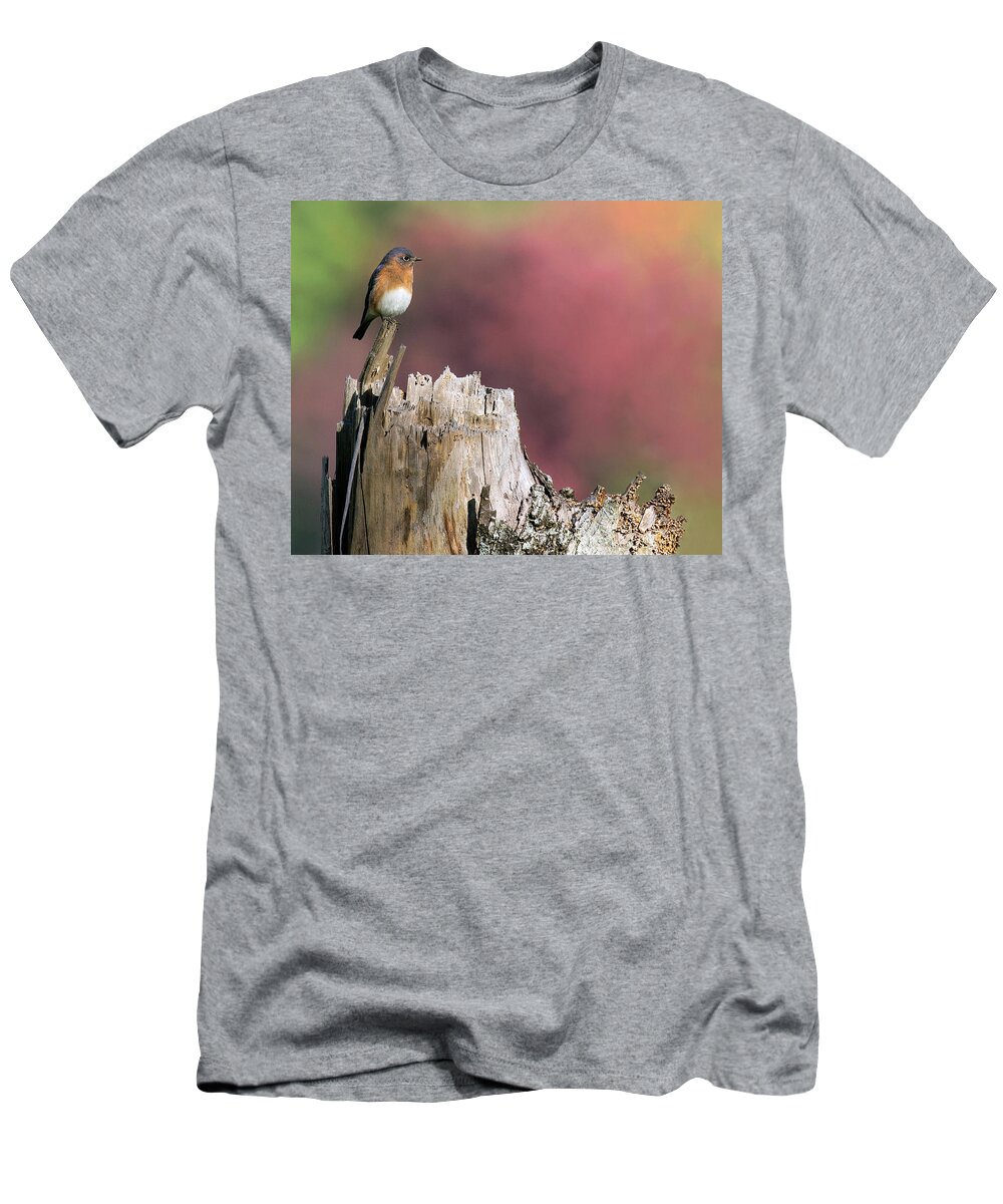Bluebird T-Shirt featuring the photograph Bluebird Fall Perch by Art Cole