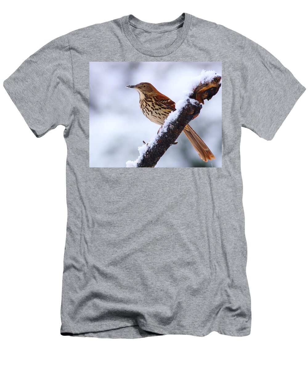 Brown Thrasher T-Shirt featuring the photograph Brown Thrasher In Snow by Daniel Reed