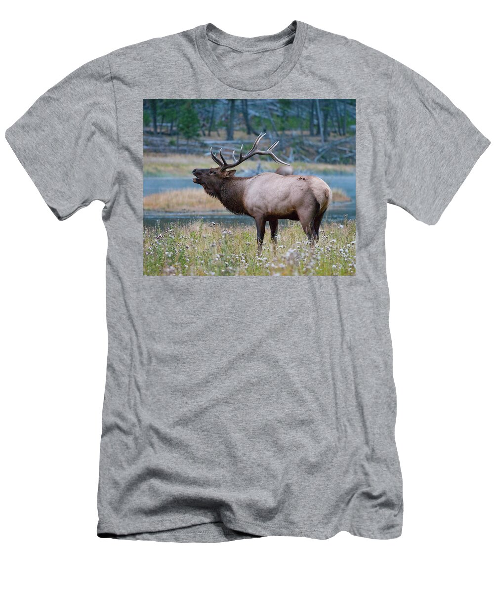 Antelope T-Shirt featuring the photograph Bull Elk Next to River by Wesley Aston