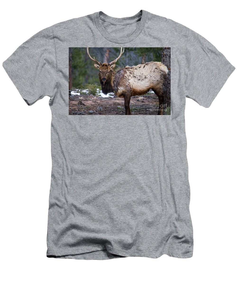 Elk T-Shirt featuring the photograph Bull Elk by Twenty Two North Photography