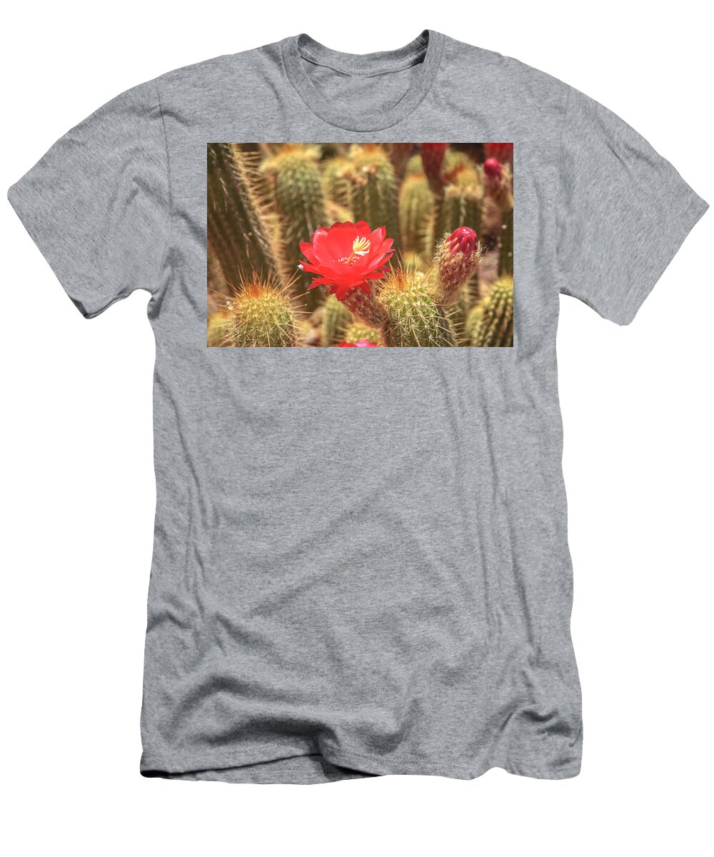 Cactus T-Shirt featuring the photograph Cactus bloom by Darrell Foster