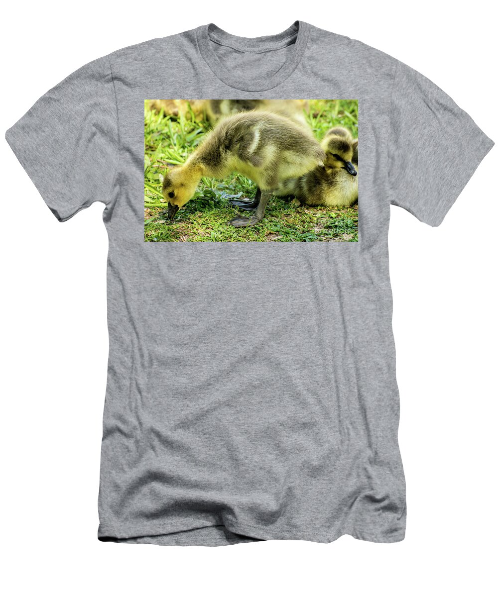 Canada Goose T-Shirt featuring the photograph Canada Goose Gosling by Gary Whitton