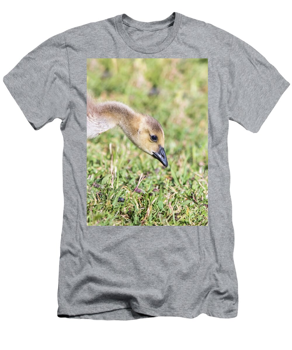 Nature T-Shirt featuring the photograph Canadian Gosling by Robert Frederick