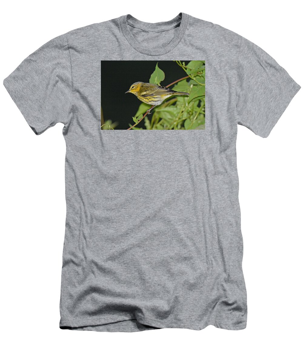 Bird T-Shirt featuring the photograph Cape May Warbler by Alan Lenk