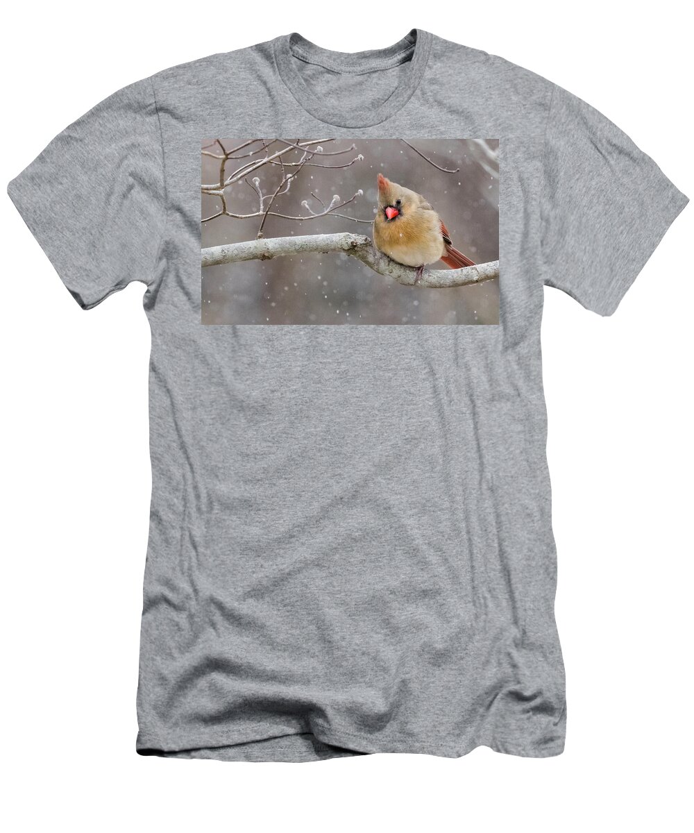 Da* 300 T-Shirt featuring the photograph Cardinal and Falling Snow by Lori Coleman