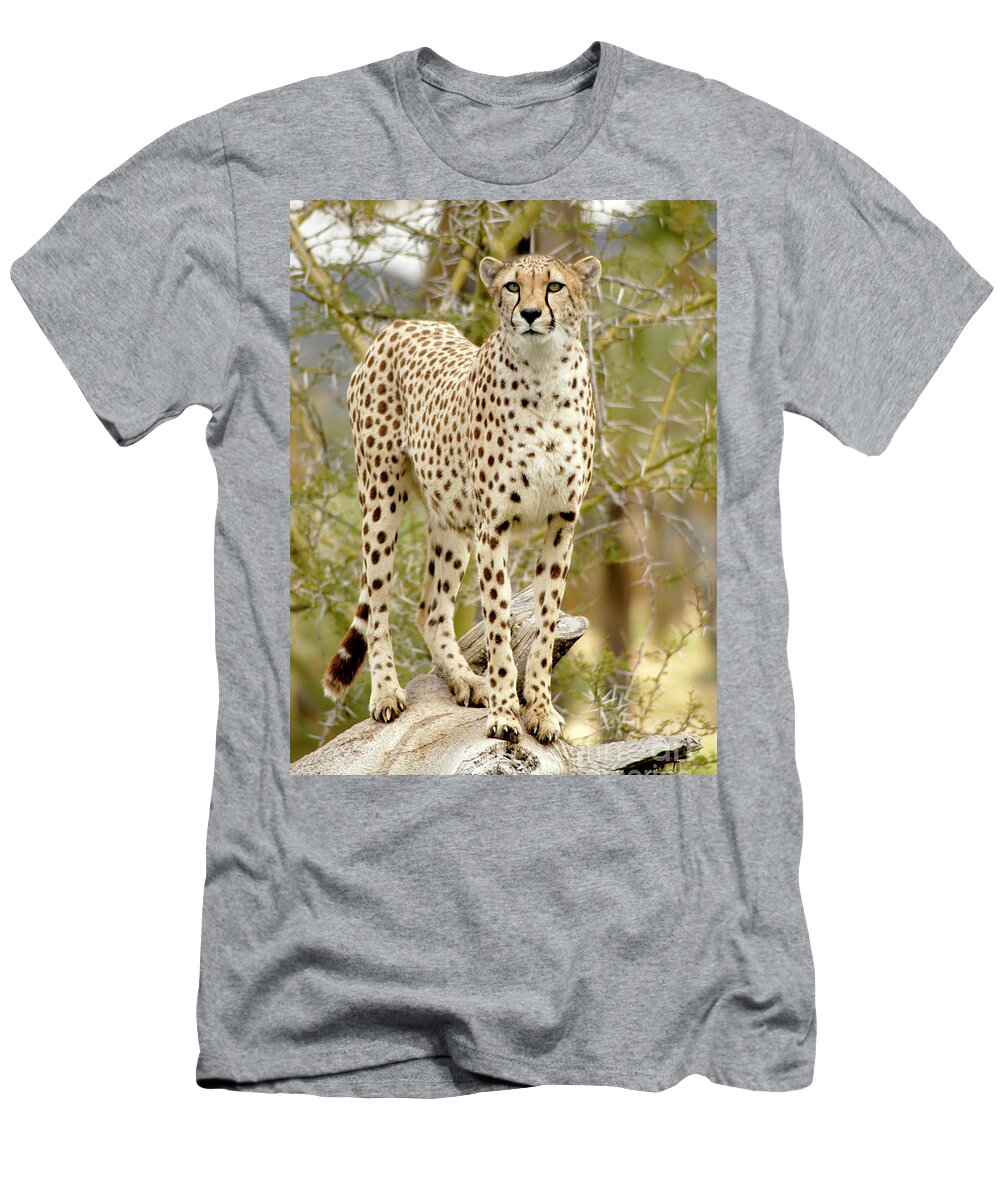 Cheetah T-Shirt featuring the photograph Female Cheetah Guarding Her Territory by Gunther Allen