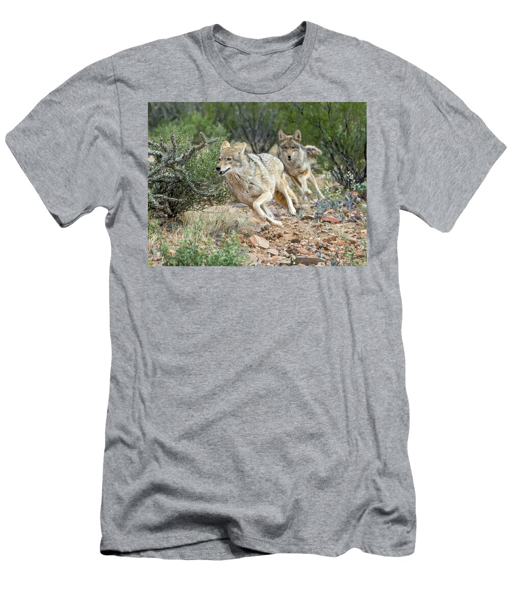 Coyote T-Shirt featuring the photograph Coyote Chase 4189-022617-1cr by Tam Ryan