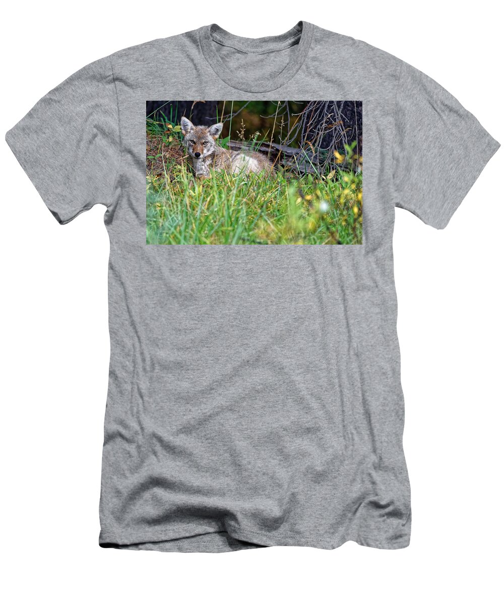 Wild Life Coyote T-Shirt featuring the photograph Coyote by Edward Kovalsky