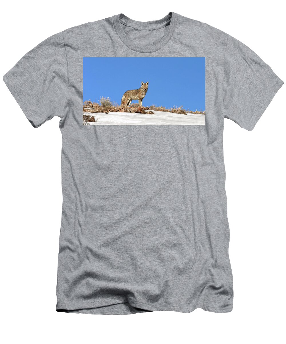 Coyote T-Shirt featuring the photograph Coyote by Ronnie And Frances Howard