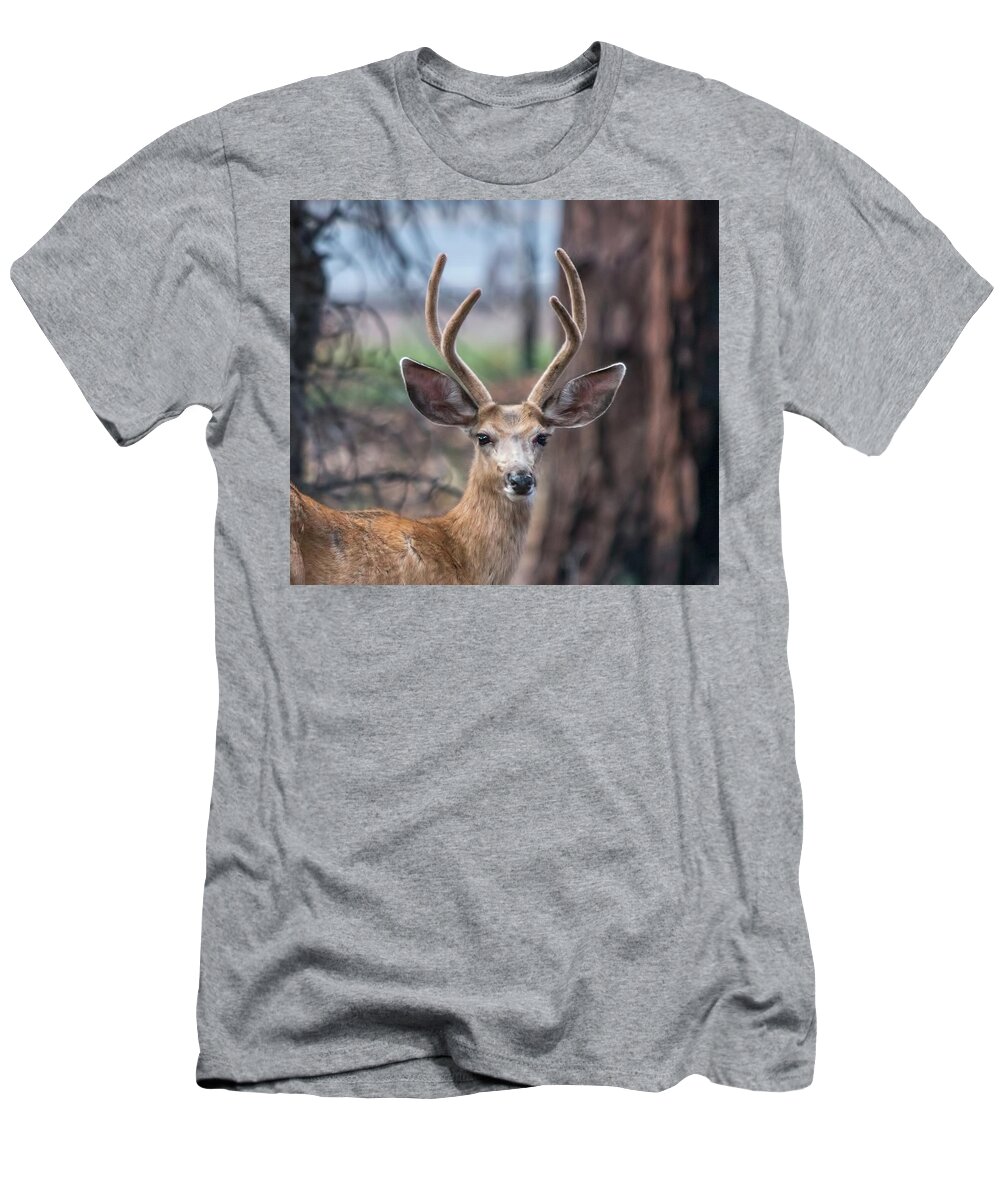 Deer T-Shirt featuring the photograph Deer Stare by Dorothy Cunningham