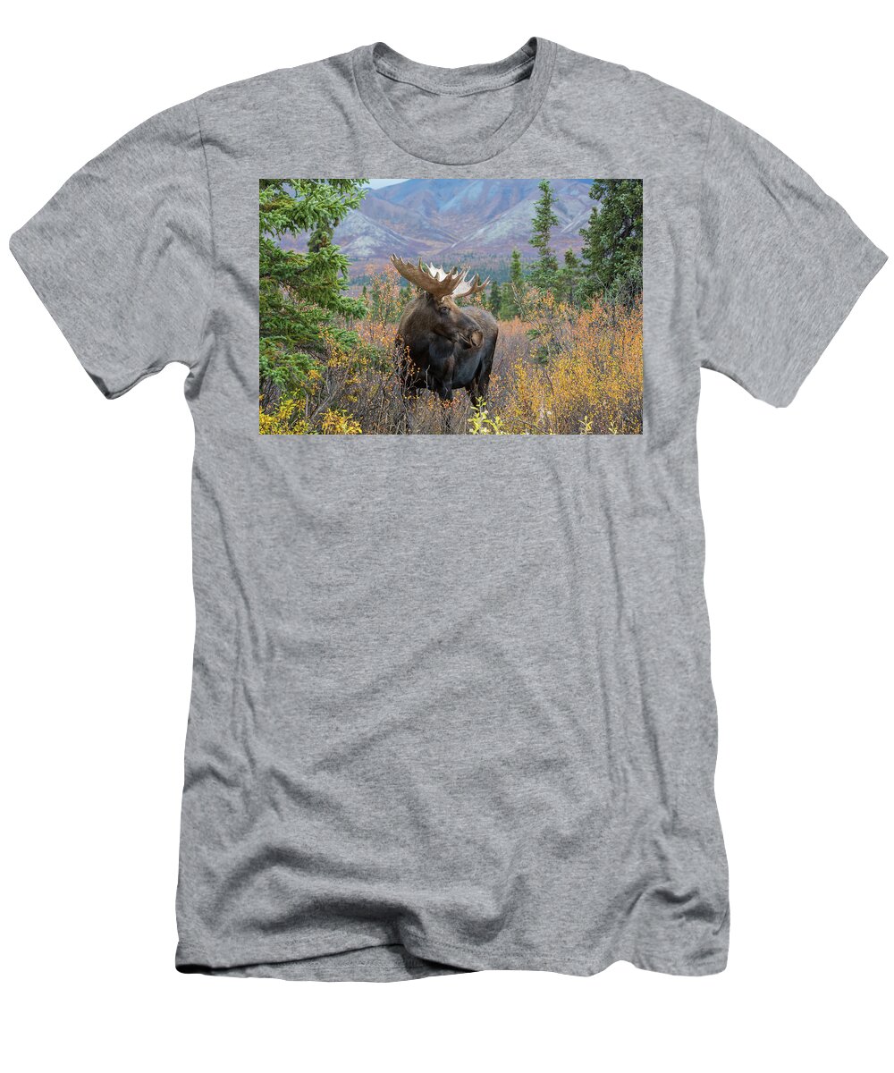 Sam Amato Photography T-Shirt featuring the photograph Denali Bull Moose by Sam Amato