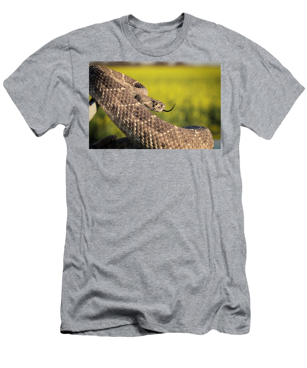 Kansas T-Shirt featuring the photograph Diamondback and Canola Field by Chris Harris