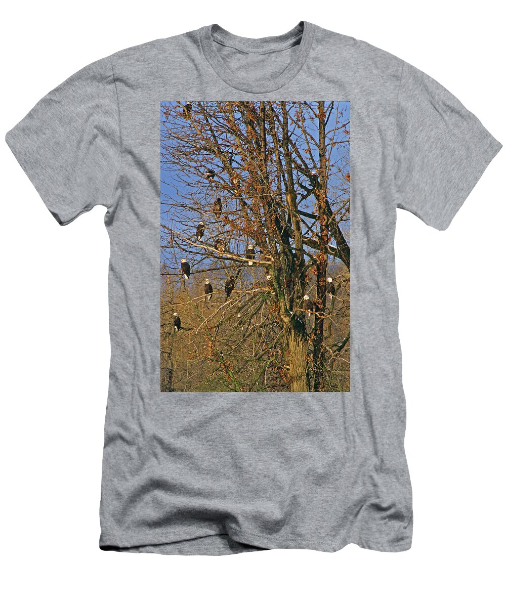 Eagle T-Shirt featuring the photograph Eagles Eagles Eagles by Ted Keller