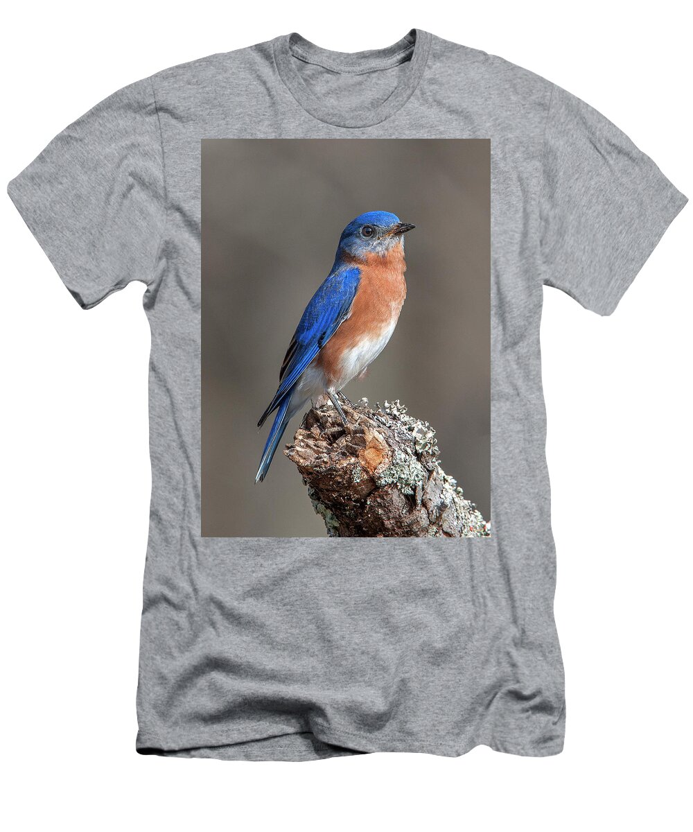 Nature T-Shirt featuring the photograph Eastern Bluebird DSB0291 by Gerry Gantt