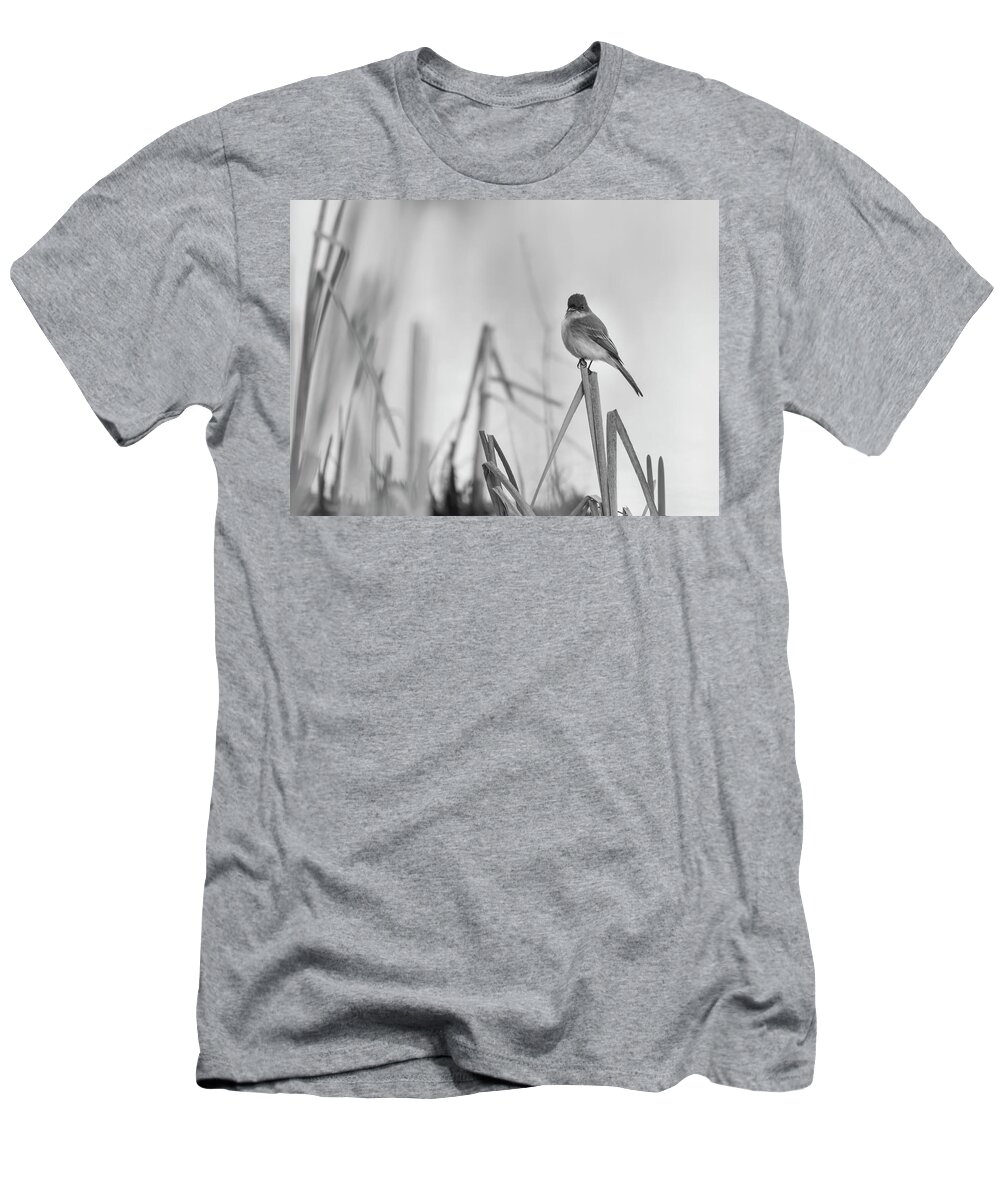 Eastern Phoebe (sayornis Phoebe) T-Shirt featuring the photograph Eastern phoebe 2017 by Thomas Young