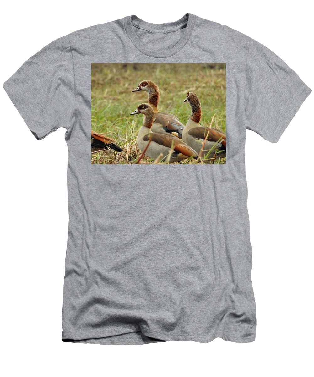 Geese T-Shirt featuring the photograph Egyptian Geese by Betty-Anne McDonald