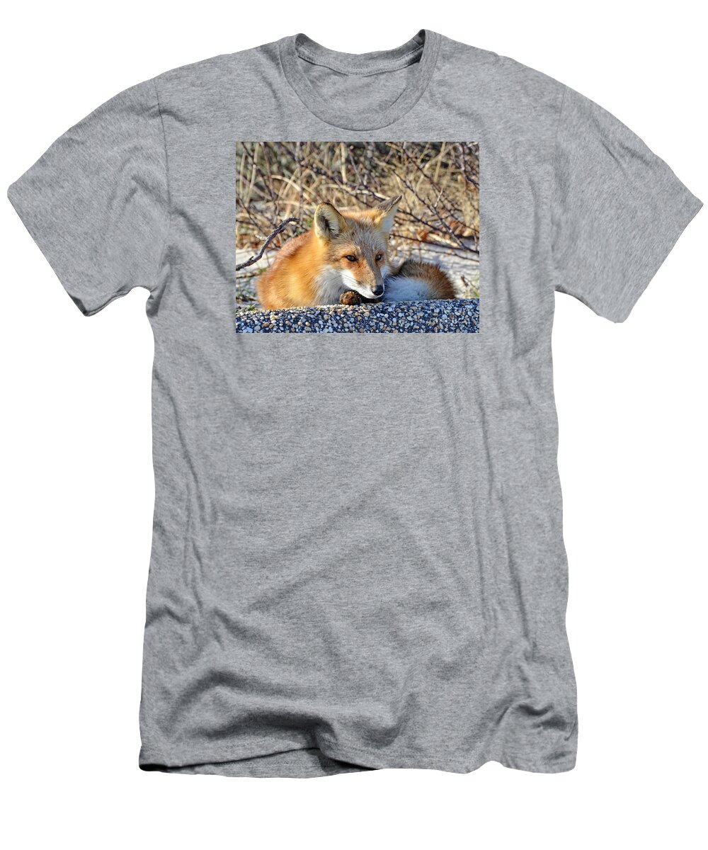 Fox T-Shirt featuring the photograph Enjoying the sun by Sami Martin