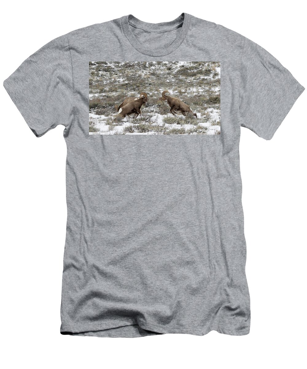 Bighorn T-Shirt featuring the photograph Rammers #1 by Ronnie And Frances Howard