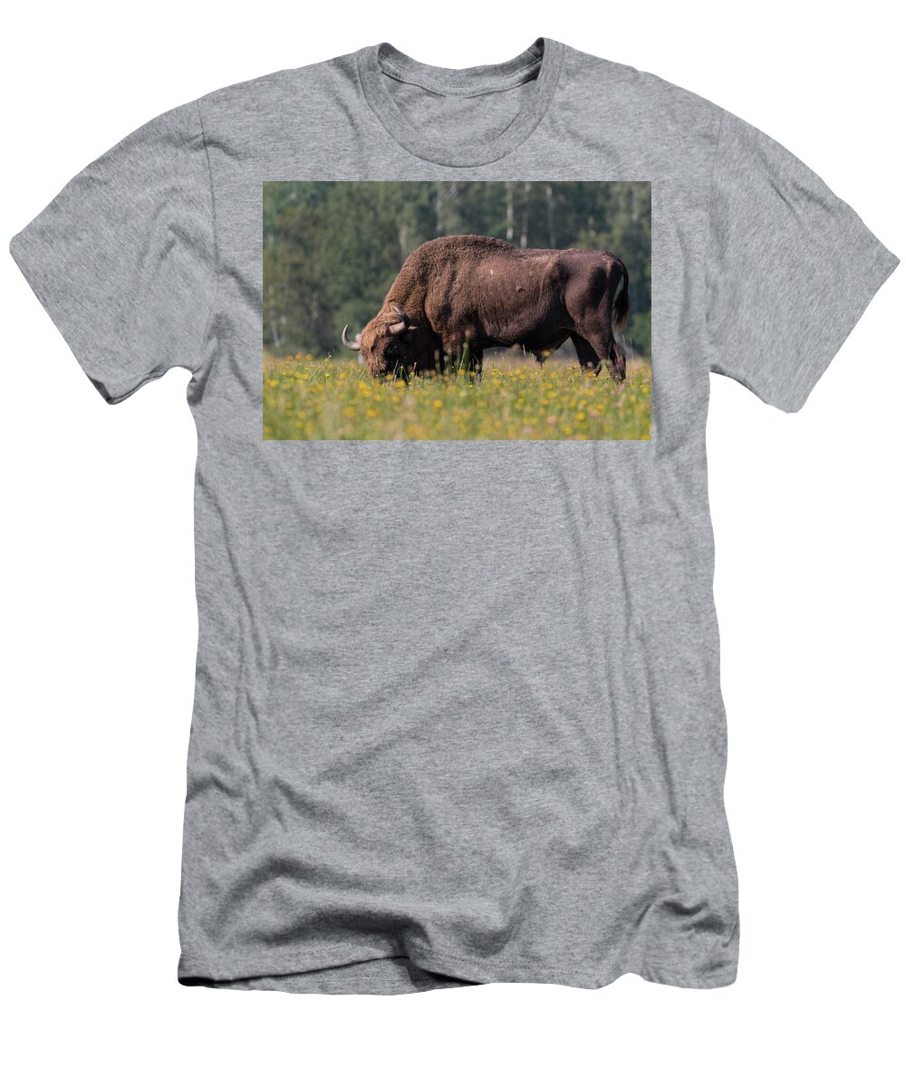 Bison T-Shirt featuring the photograph European Bison in Bialowieza by Claudio Maioli
