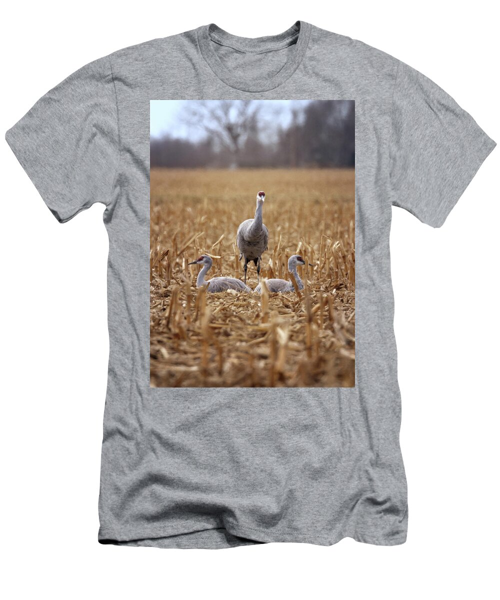 Sandhill Cranes T-Shirt featuring the photograph Family of Three by Susan Rissi Tregoning