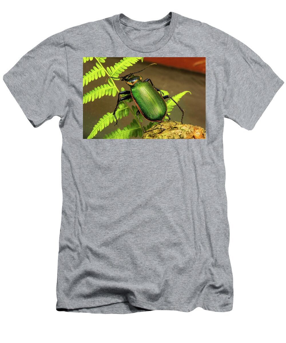 Insect T-Shirt featuring the photograph Fiery Hunter Carabid by Douglas Barnett