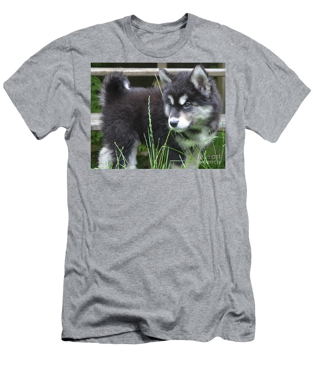 Alusky T-Shirt featuring the photograph Fluffy and Furry Alusky Puppy Dog Looking through Tall Grass by DejaVu Designs