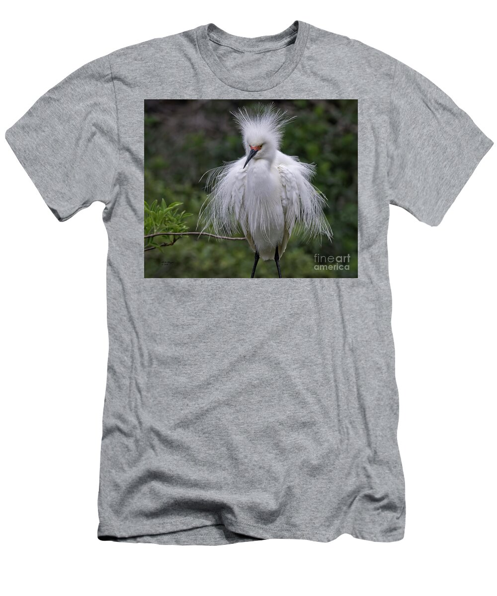Snowy T-Shirt featuring the photograph Fluffy Snowy Egret by DB Hayes
