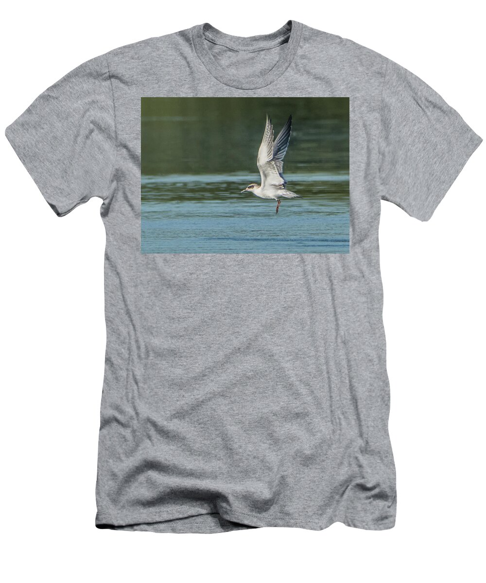 Forster's T-Shirt featuring the photograph Forster's Tern 092017-5021-1cr by Tam Ryan