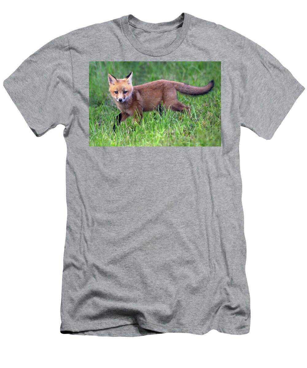 Fox T-Shirt featuring the photograph Fox in the Grass by Art Cole