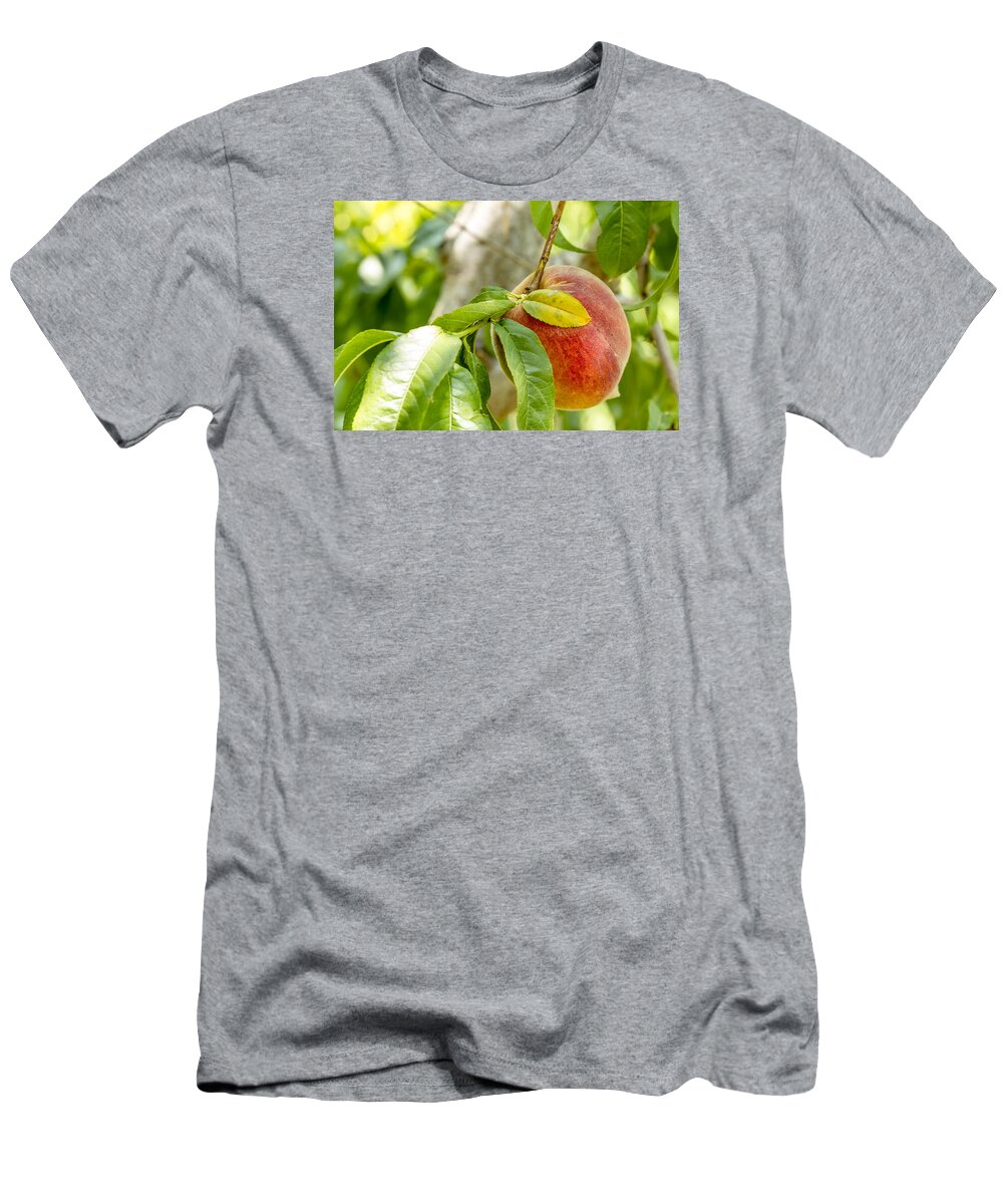 Colorado Peaches T-Shirt featuring the photograph Fresh Peach Hanging in Orchard by Teri Virbickis