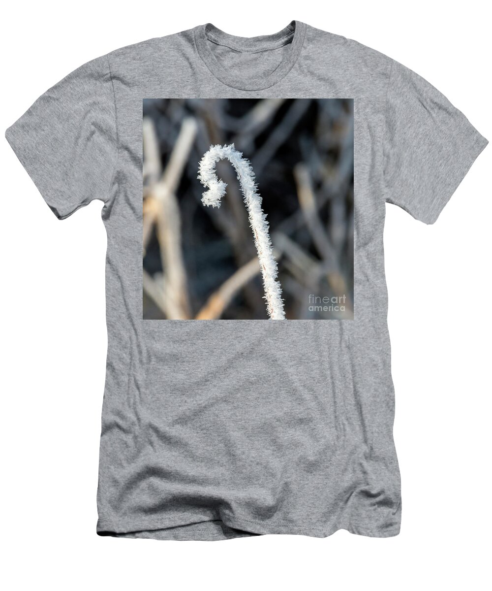 Cane T-Shirt featuring the photograph Frozen Cane by Michael Dawson