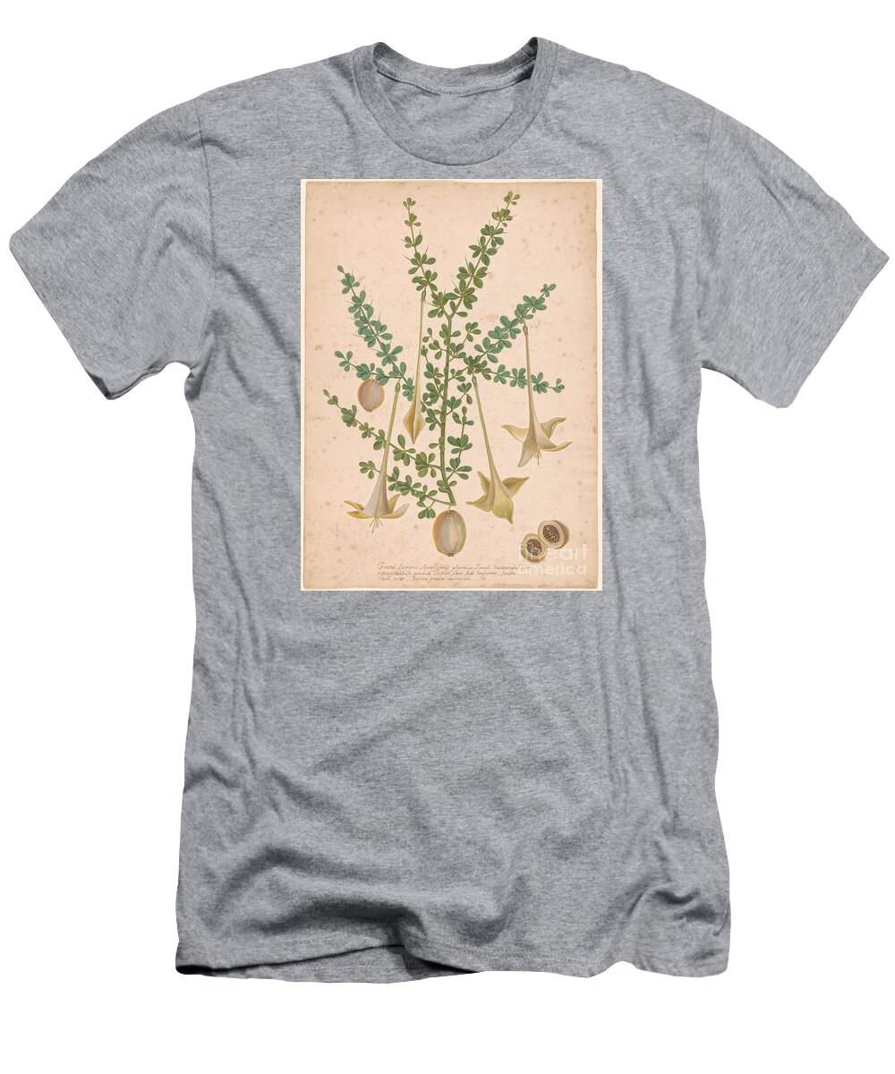 Mark Catesby 1683-1749 Frutex Spinosus. Flower T-Shirt featuring the painting Frutex Spinosus by MotionAge Designs