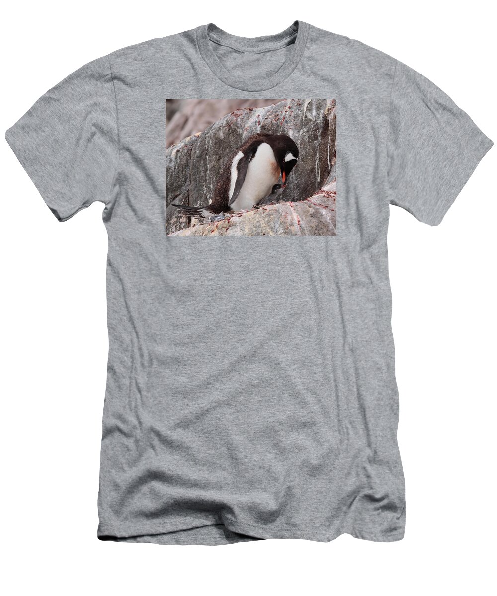 Penguin T-Shirt featuring the photograph Gentoo Penguin With Chick by Bruce J Robinson