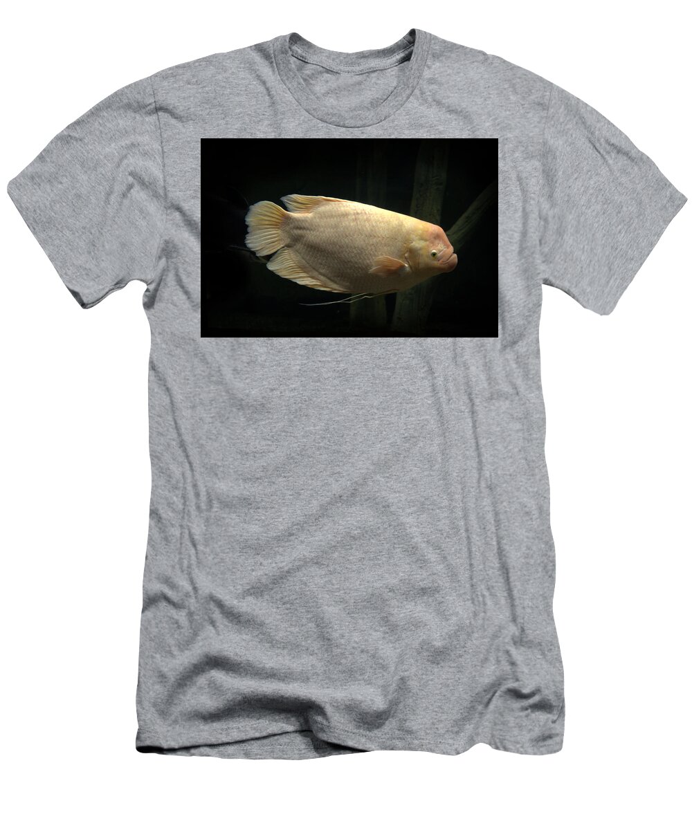 Fish T-Shirt featuring the photograph Giant gourami Osphronemus goramy by Nathan Abbott