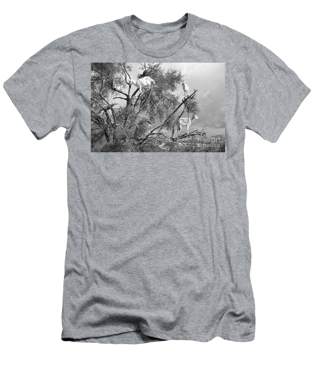 Morocco T-Shirt featuring the photograph Goats in Tree BW by Chuck Kuhn