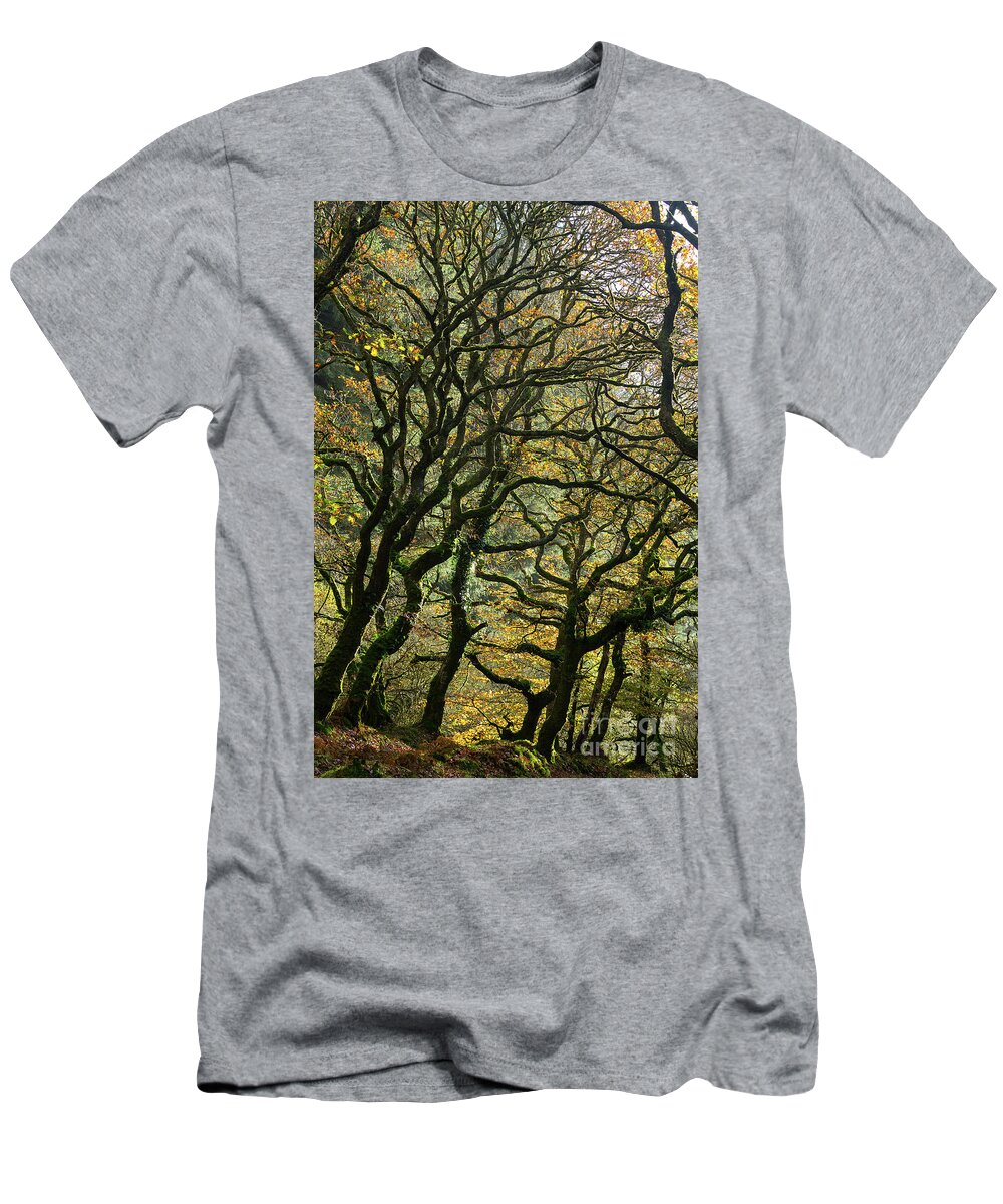 Oak Trees T-Shirt featuring the photograph Golden Oaks by Andy Myatt
