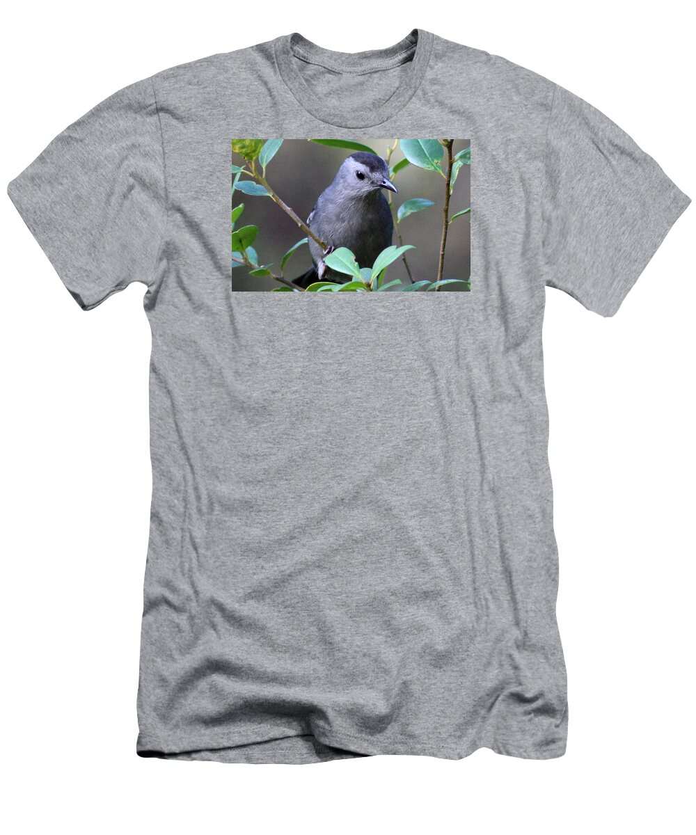 Bird T-Shirt featuring the photograph Gray Catbird by DB Hayes