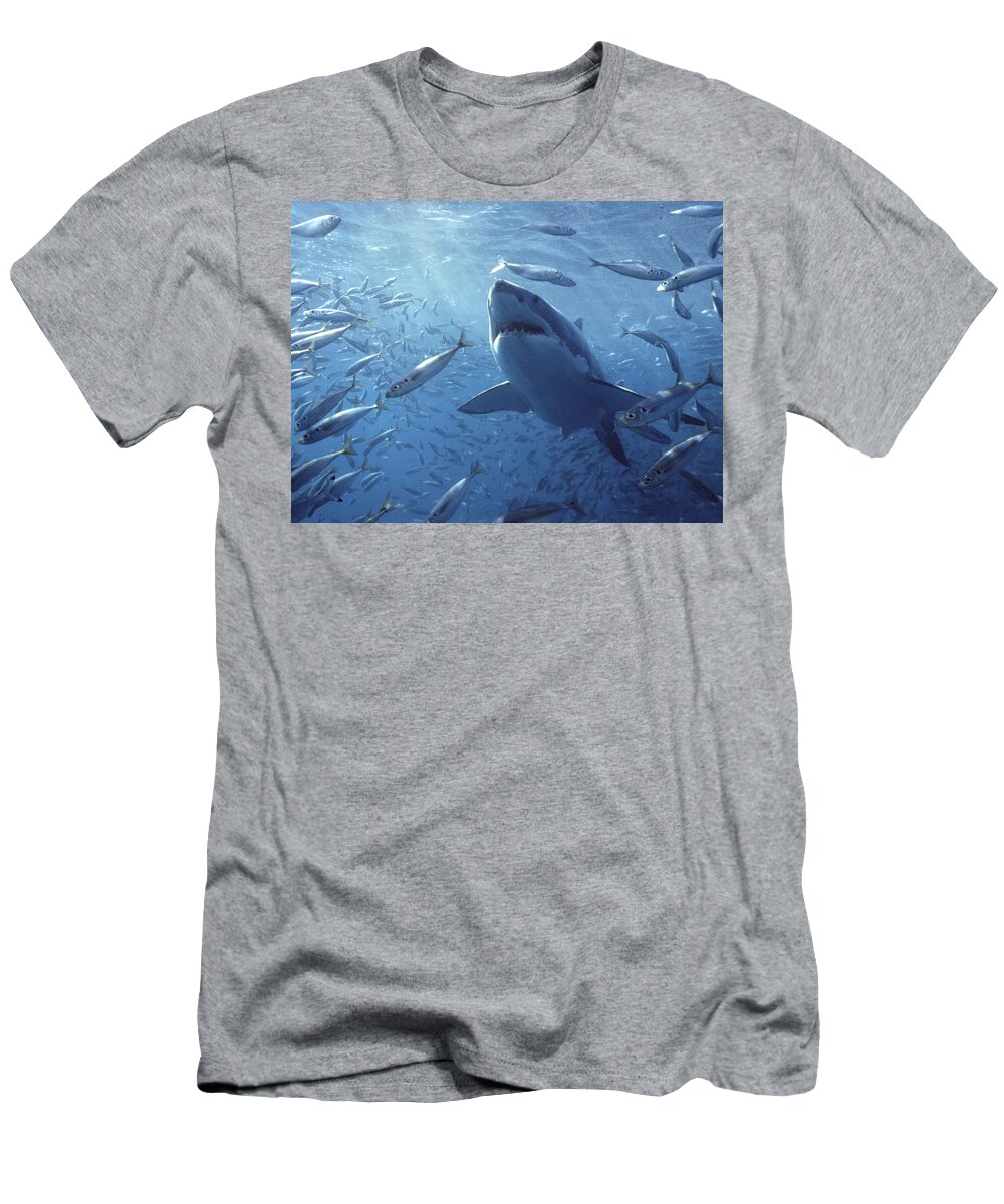 Mp T-Shirt featuring the photograph Great White Shark Carcharodon by Mike Parry