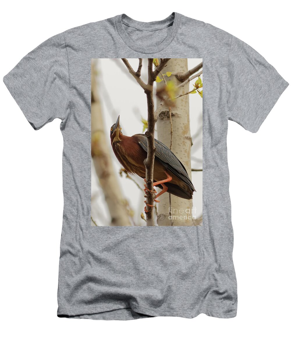 Green Heron T-Shirt featuring the photograph Green Heron on Wood Lake by Natural Focal Point Photography