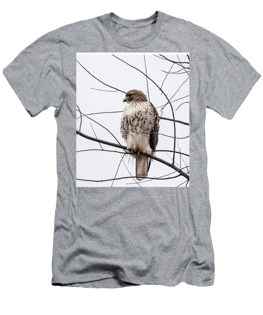 Birds T-Shirt featuring the photograph Hawk on alert by Paul Ross
