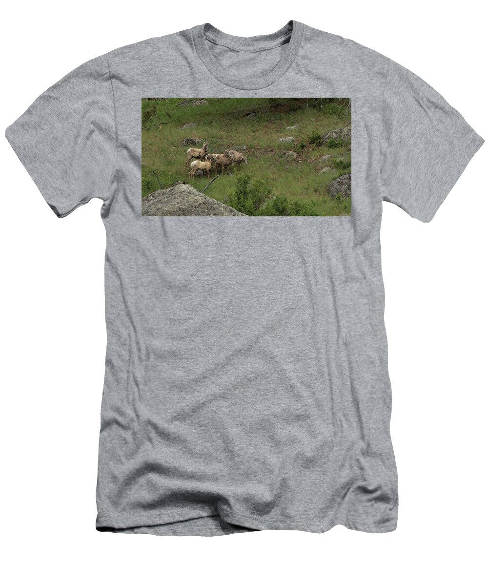 Rocky T-Shirt featuring the photograph Hearding Goats by Sean Allen