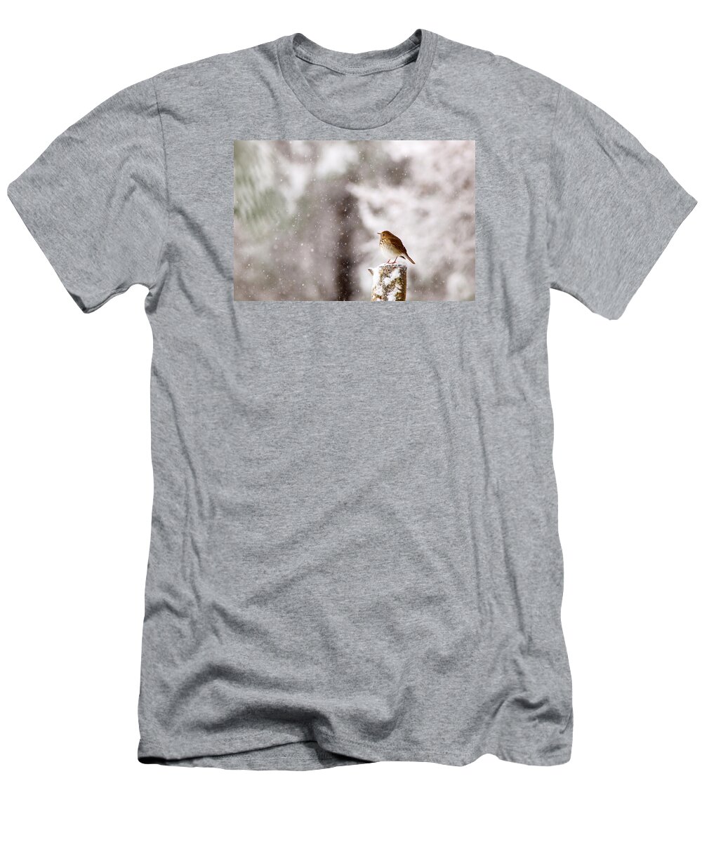 Hermit Thrush T-Shirt featuring the photograph Hermit Thrush On Post In Snow by Daniel Reed