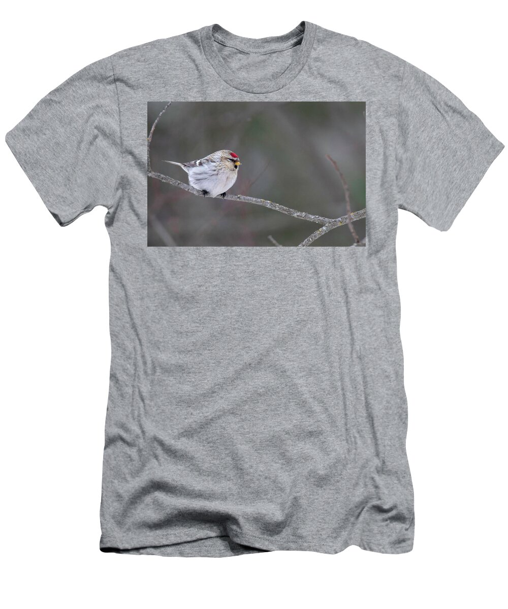 Bird T-Shirt featuring the photograph Hoary Redpoll by Brook Burling