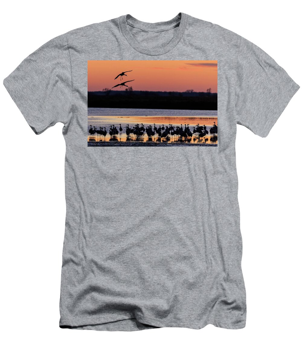 Birds T-Shirt featuring the photograph Horicon Marsh Cranes #5 by Paul Schultz