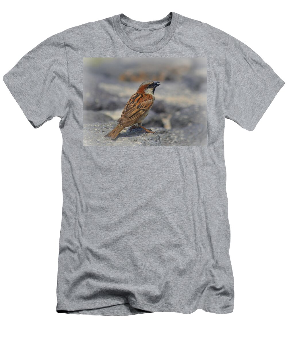 Bird T-Shirt featuring the photograph House Finch on Lava Rock by Lori Seaman