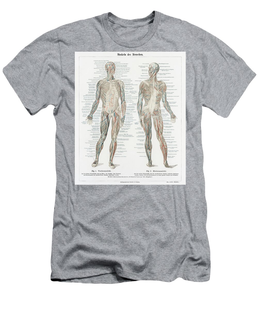 Anatomical T-Shirt featuring the drawing Human musculature system by Vincent Monozlay