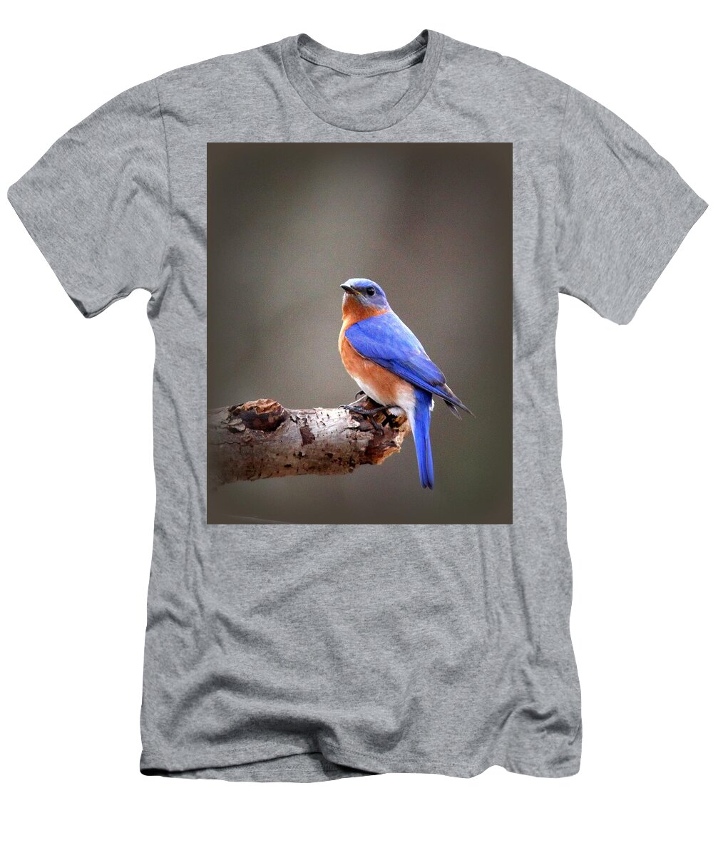 Eastern Bluebird T-Shirt featuring the photograph IMG_4405-002 - Eastern Bluebird by Travis Truelove