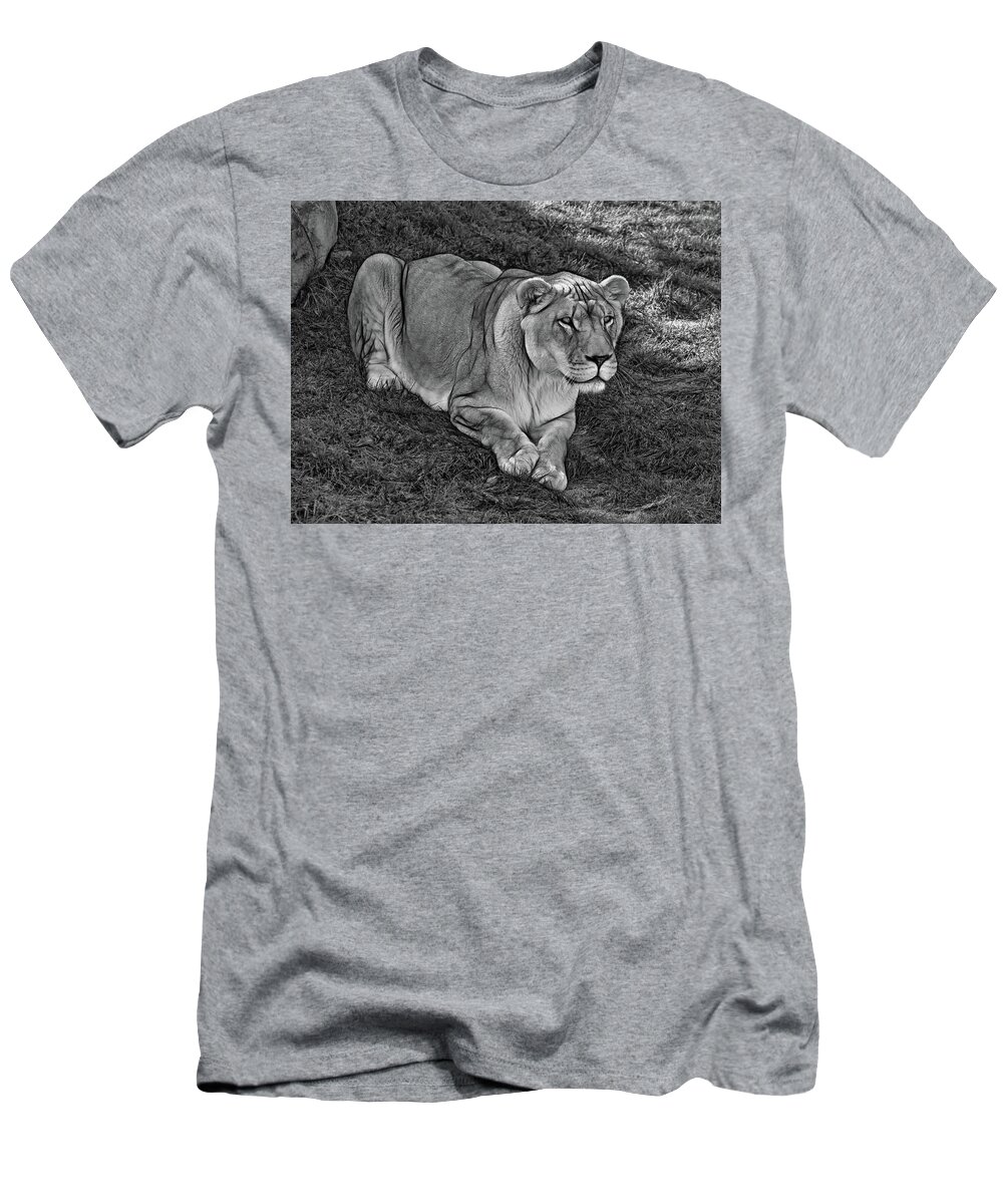 Lion T-Shirt featuring the photograph Intensity 3 bw by Steve Harrington